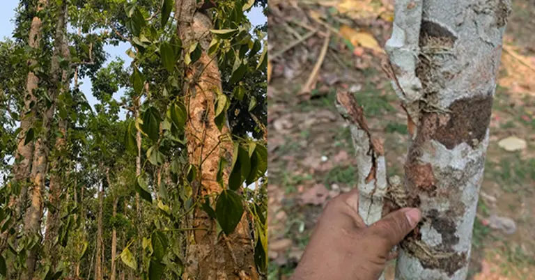 কেটে ফেলা পানগাছের সারি